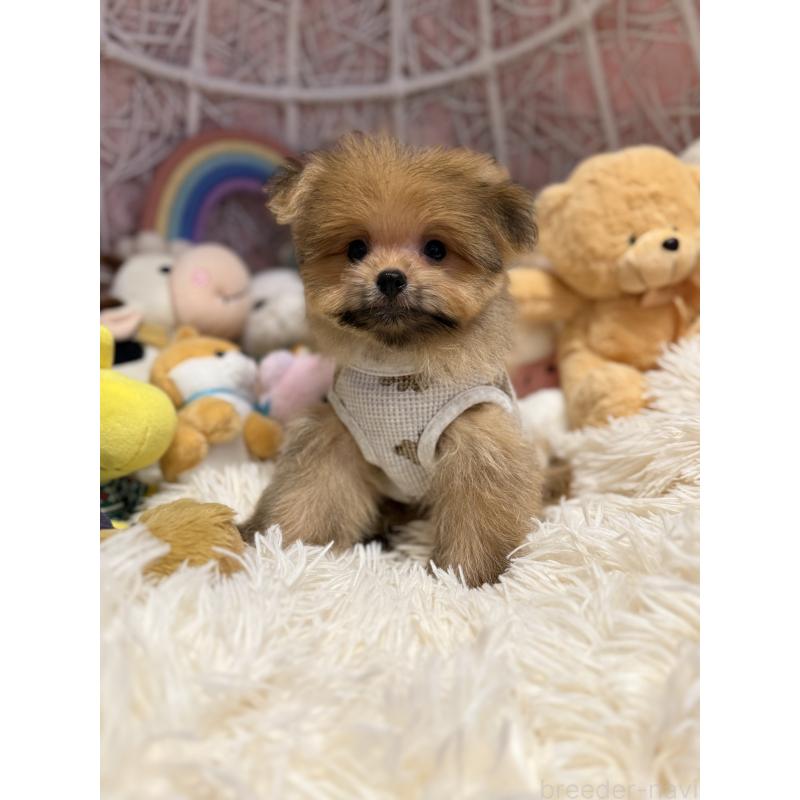 販売中の山形県のポメマル:ポメラニアン×マルチーズ-402370の3枚目