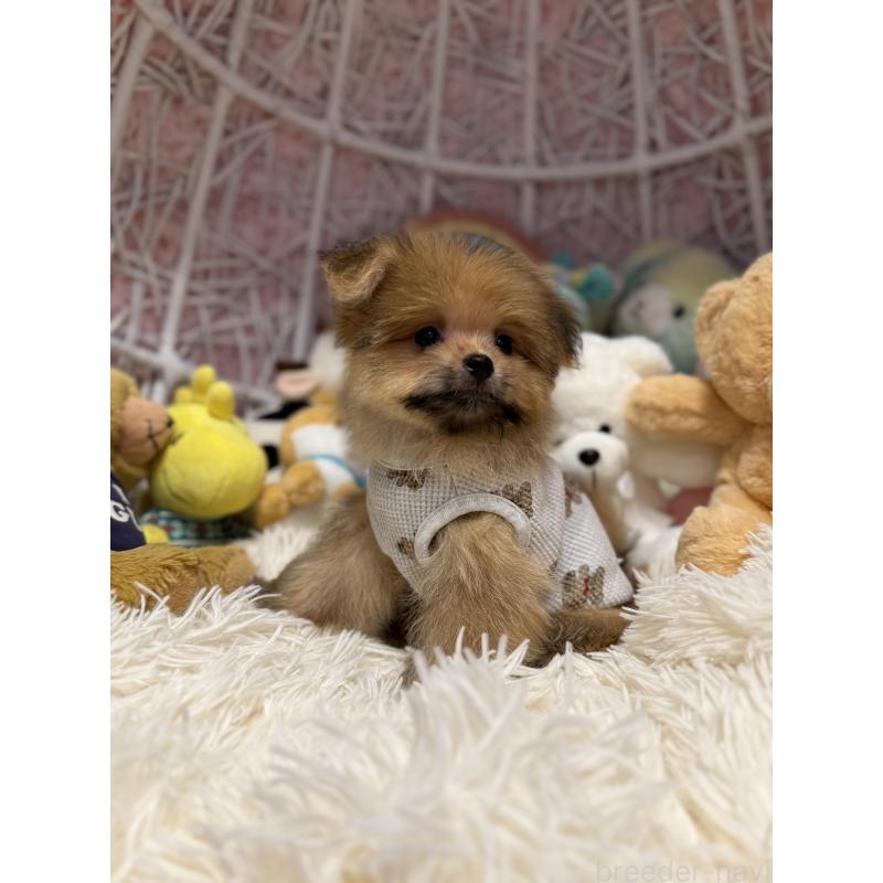 販売中の山形県のポメマル:ポメラニアン×マルチーズ-402370の2枚目