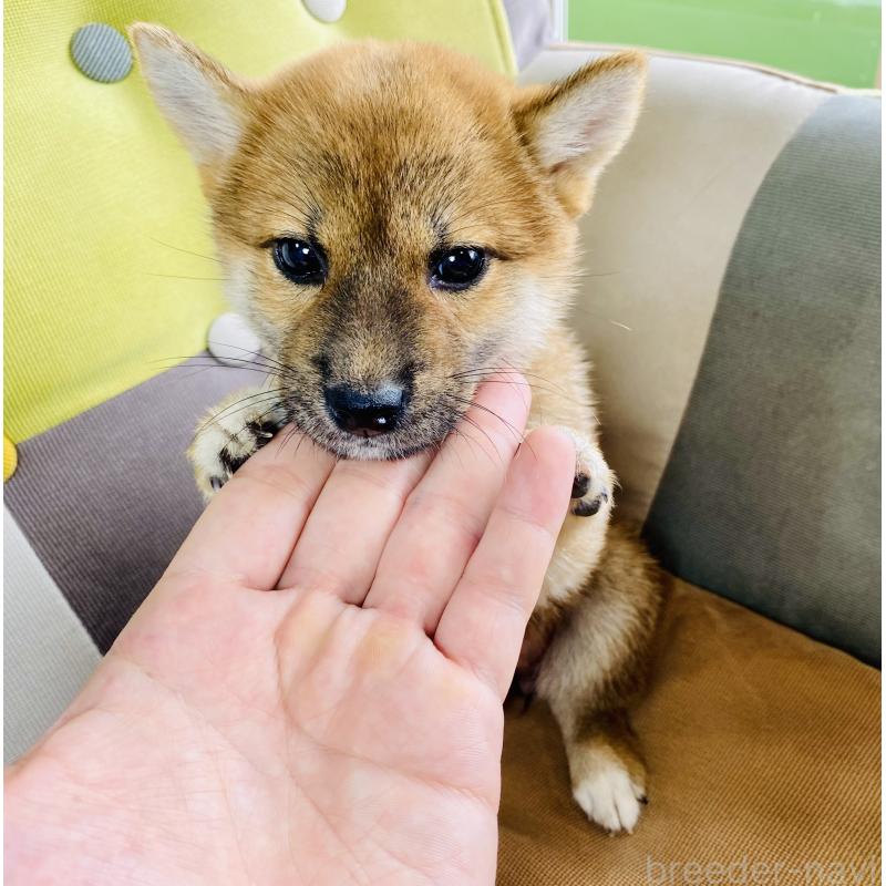 成約済の静岡県の豆柴-409796の3枚目