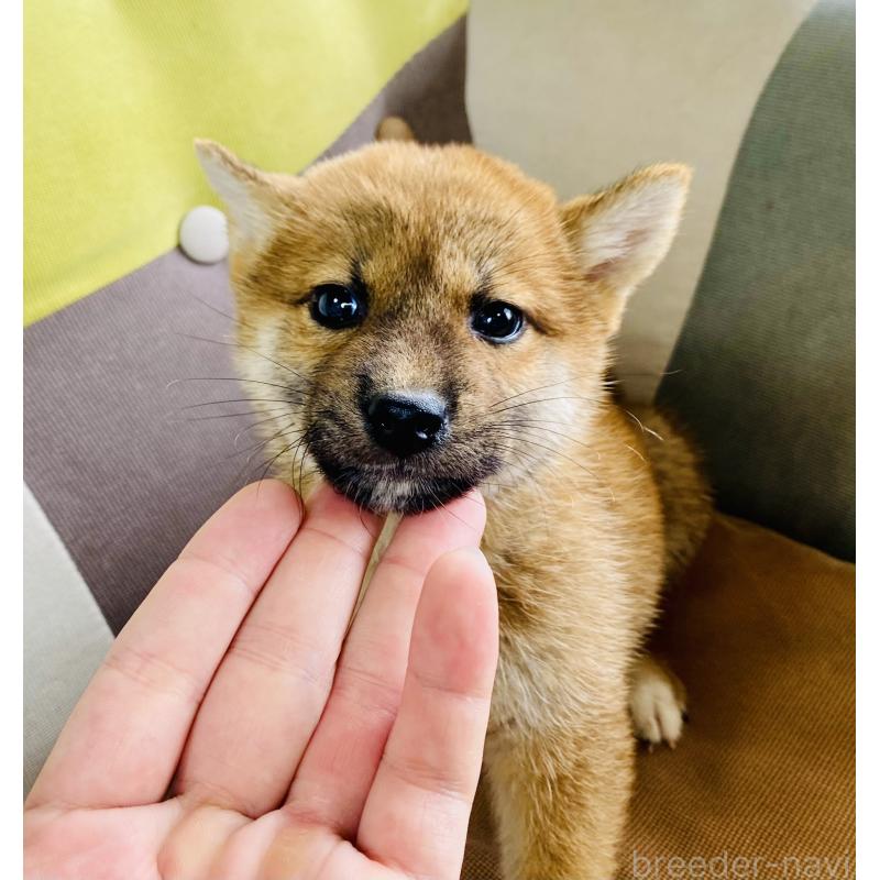 成約済の静岡県の豆柴-409796の2枚目