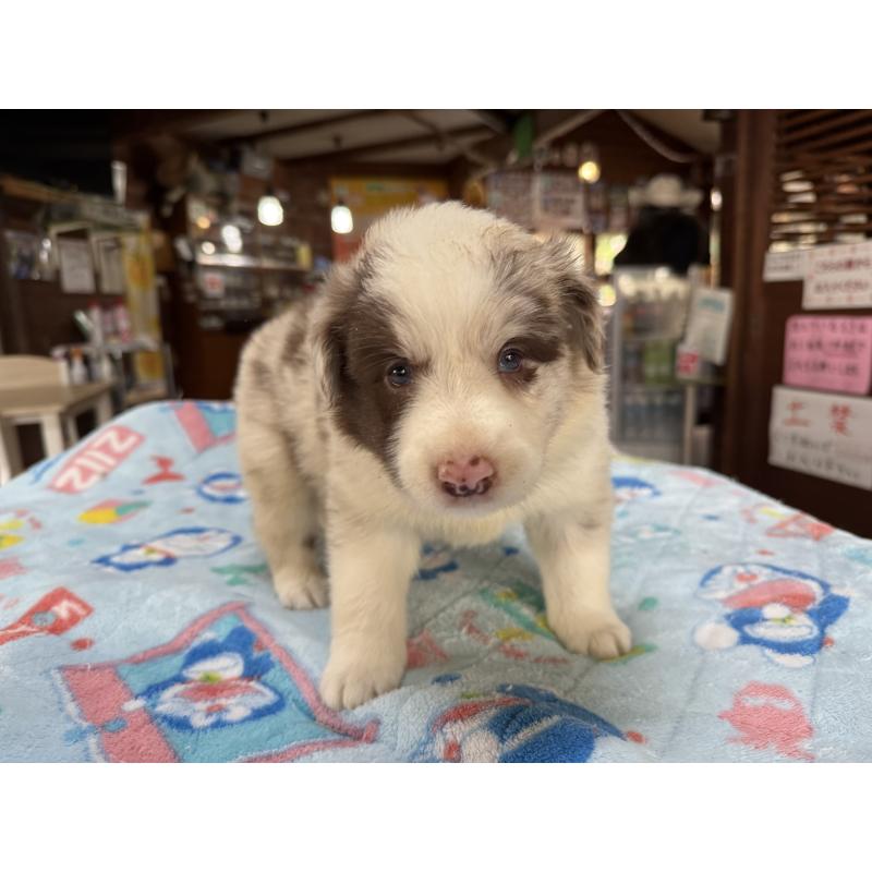 販売中の長野県のボーダーコリー-413581の7枚目