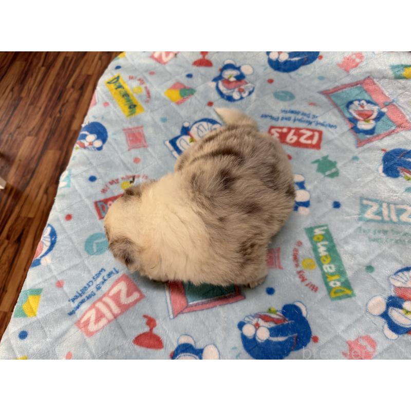 販売中の長野県のボーダーコリー-413581の4枚目