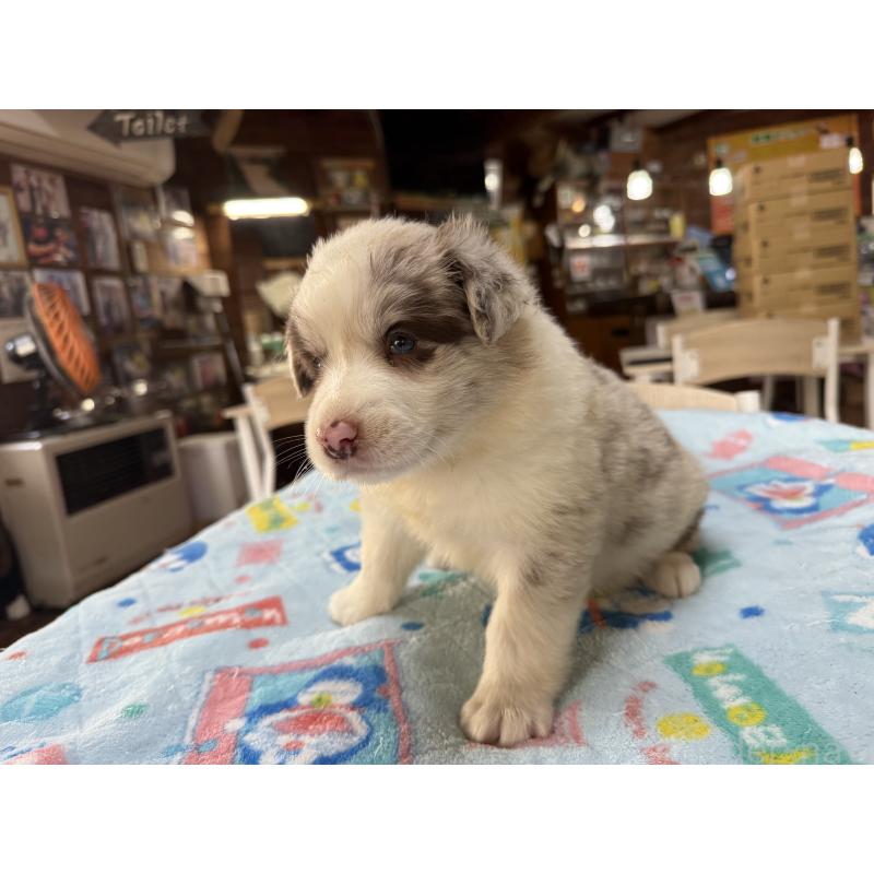 販売中の長野県のボーダーコリー-413581の3枚目