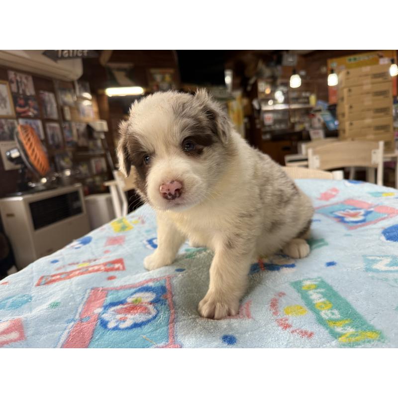 販売中の長野県のボーダーコリー-413581の2枚目