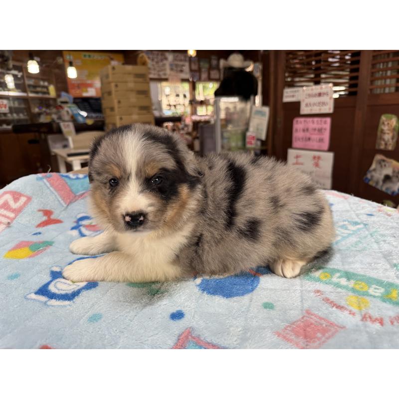 販売中の長野県のボーダーコリー-413582の7枚目