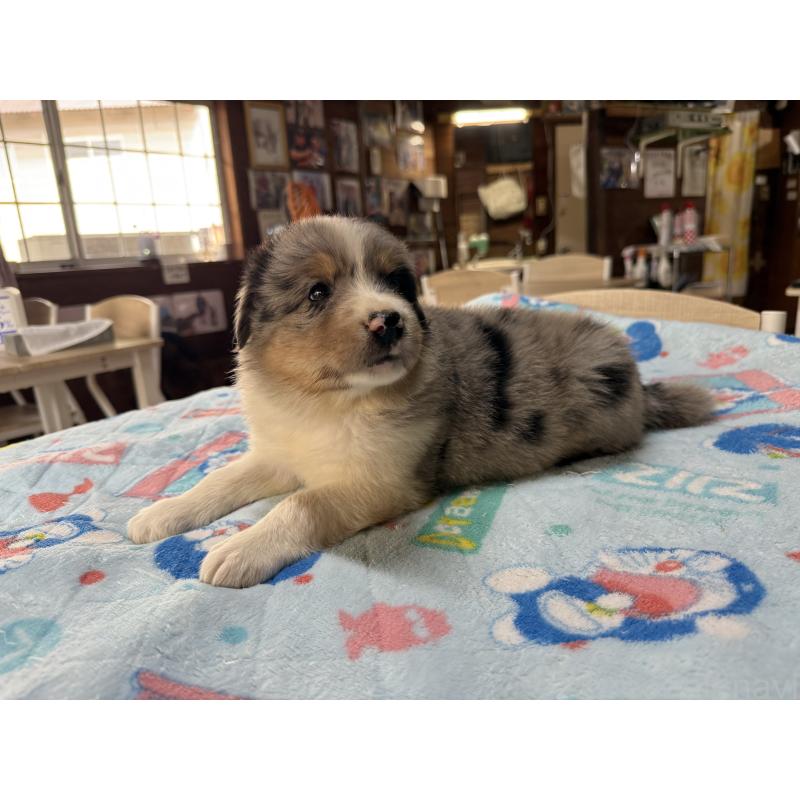 販売中の長野県のボーダーコリー-413582の2枚目
