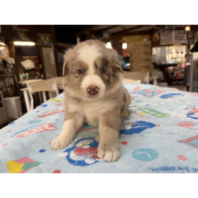 販売中の長野県のボーダーコリー-413583の6枚目