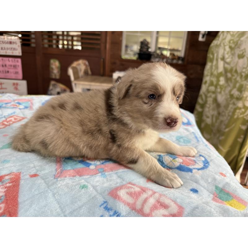 販売中の長野県のボーダーコリー-413583の3枚目