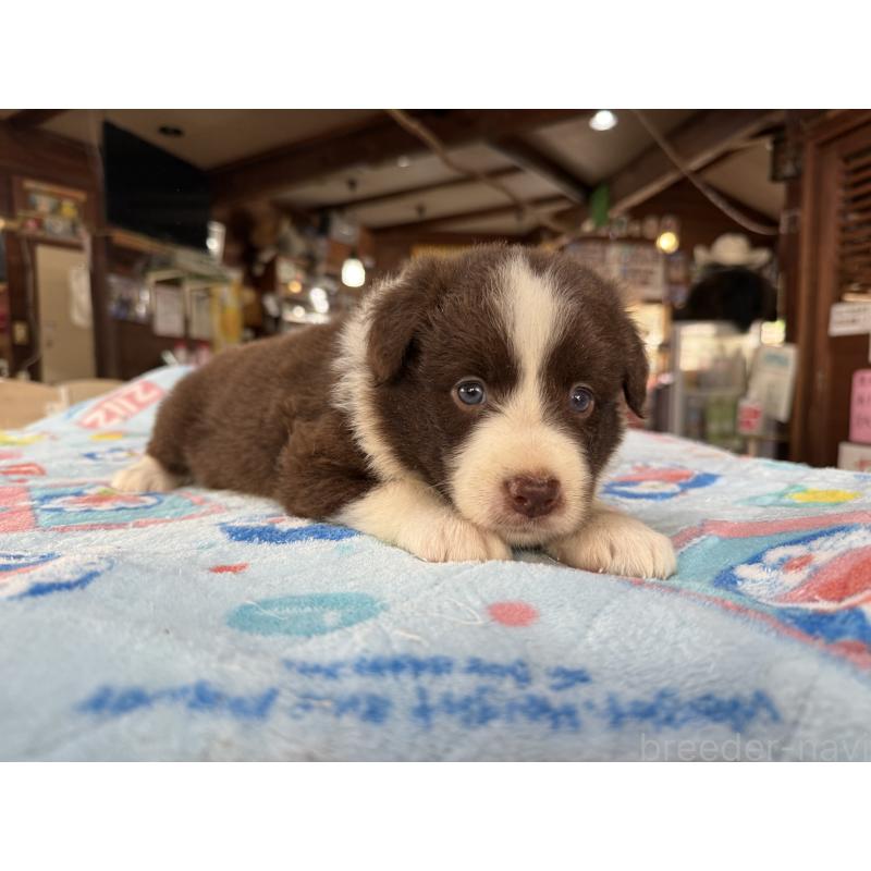 販売中の長野県のボーダーコリー-413588の2枚目