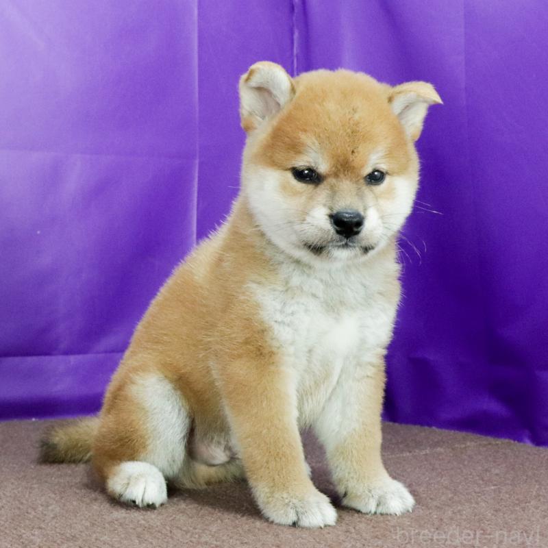 販売中の愛知県の柴犬-413594の3枚目