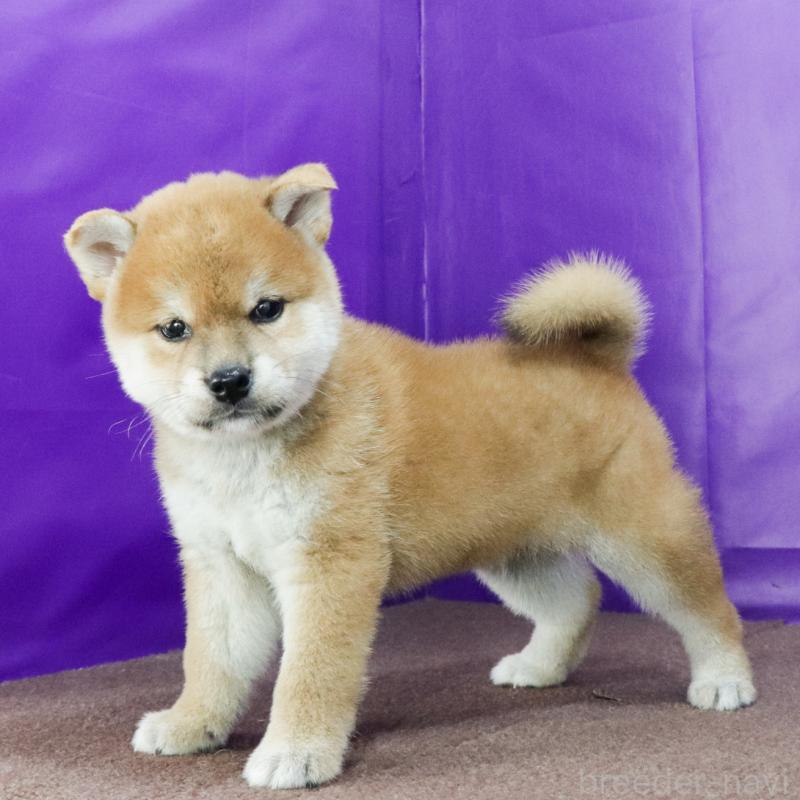 販売中の愛知県の柴犬-413594の2枚目
