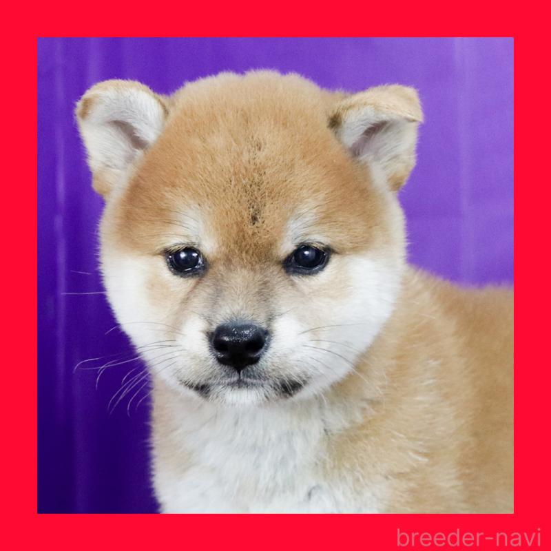 販売中の愛知県の柴犬-413594