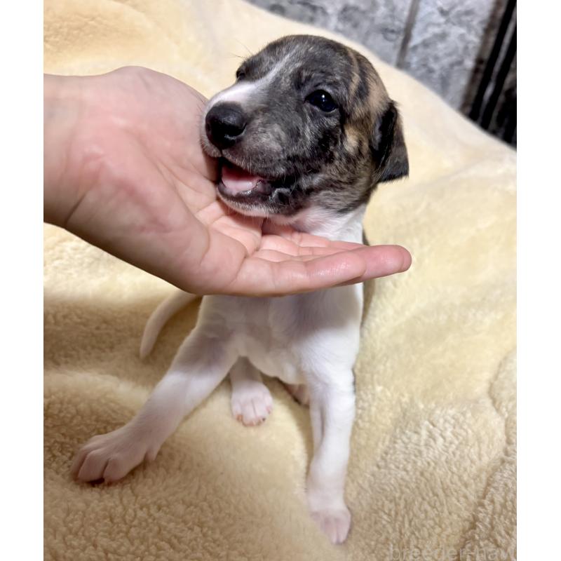 販売中の愛知県のウィペット-413595の11枚目