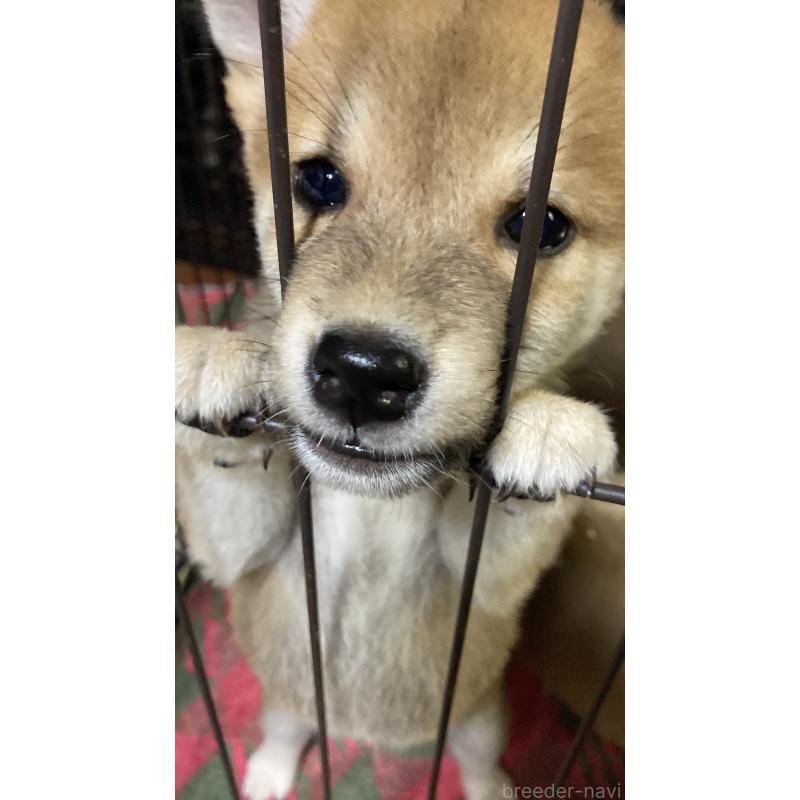 成約済の熊本県の柴犬-401017の2枚目