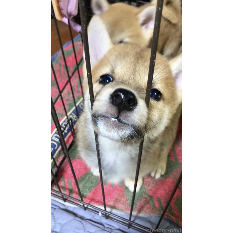 販売中の熊本県の柴犬-405189の2枚目