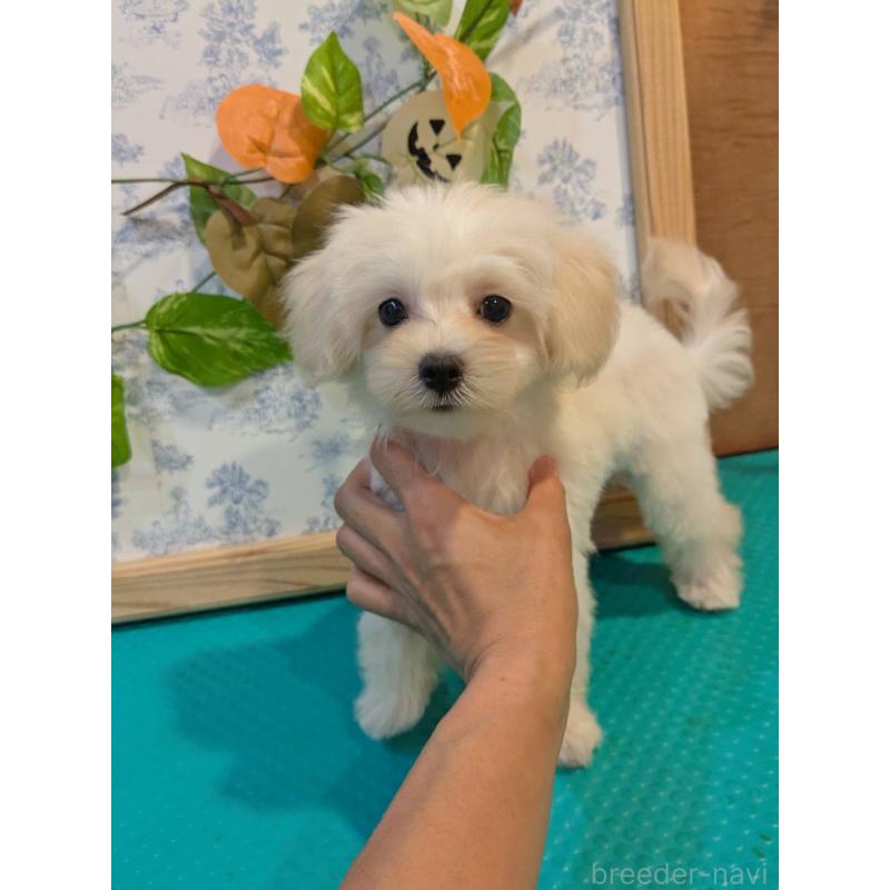 販売中の京都府のミックス犬-404206の4枚目