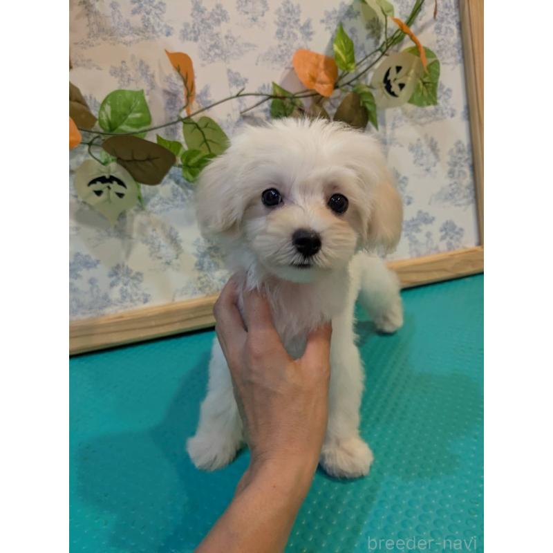 販売中の京都府のミックス犬-404206の3枚目