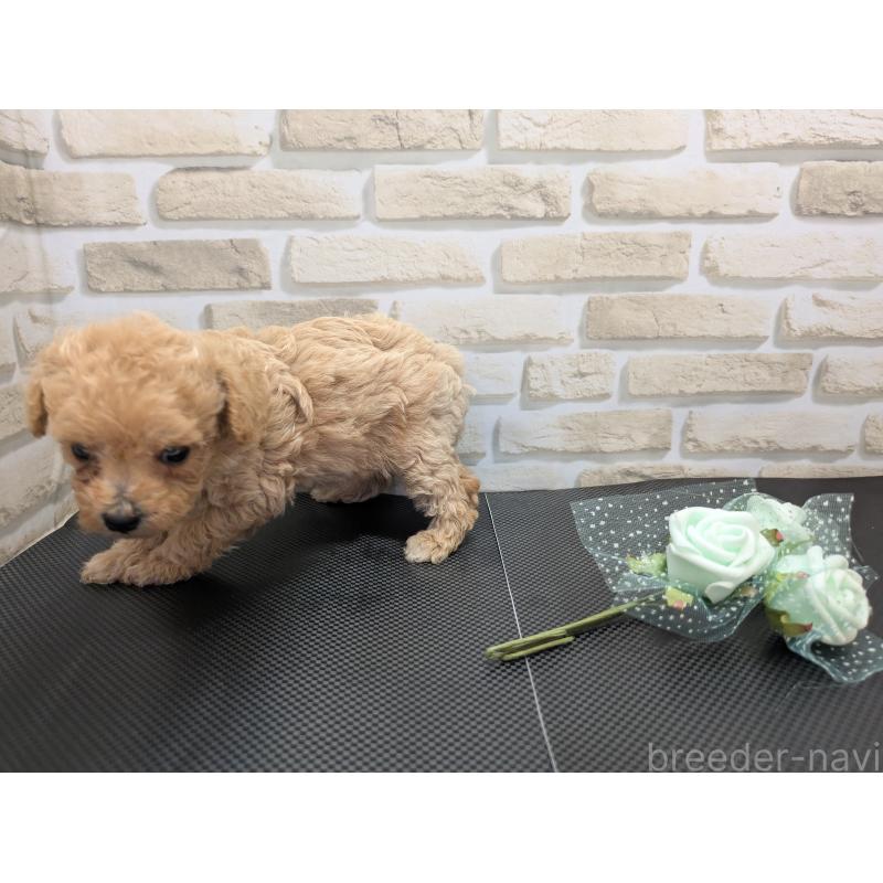 販売中の茨城県のミックス犬-413610の3枚目