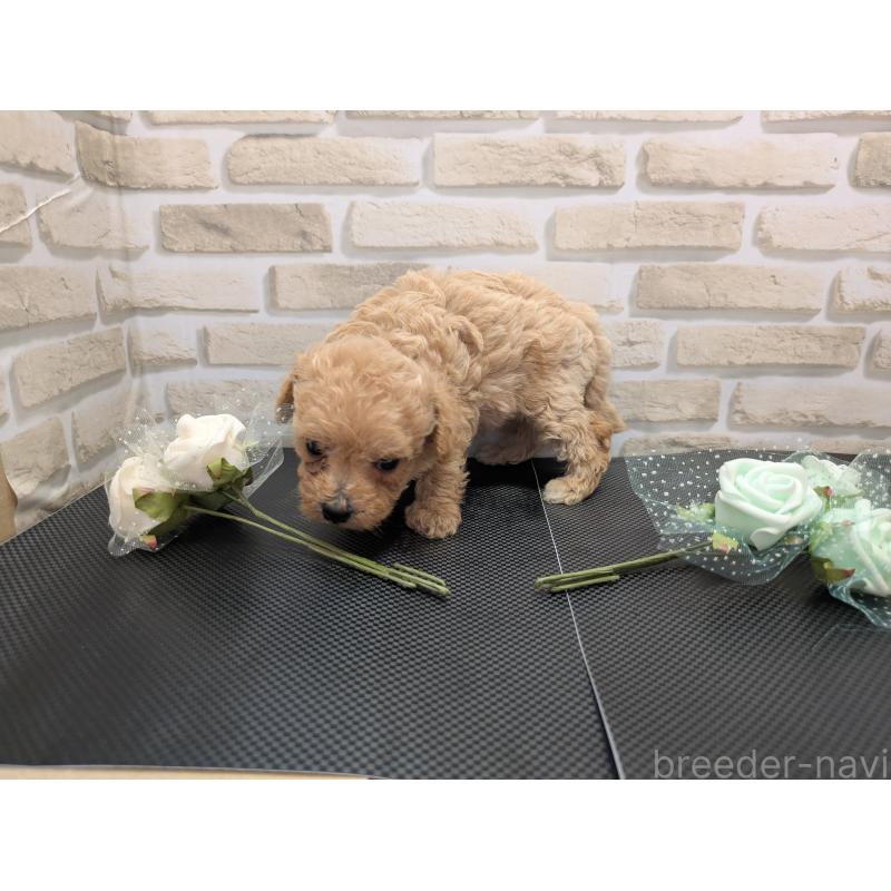 販売中の茨城県のミックス犬-413610の2枚目