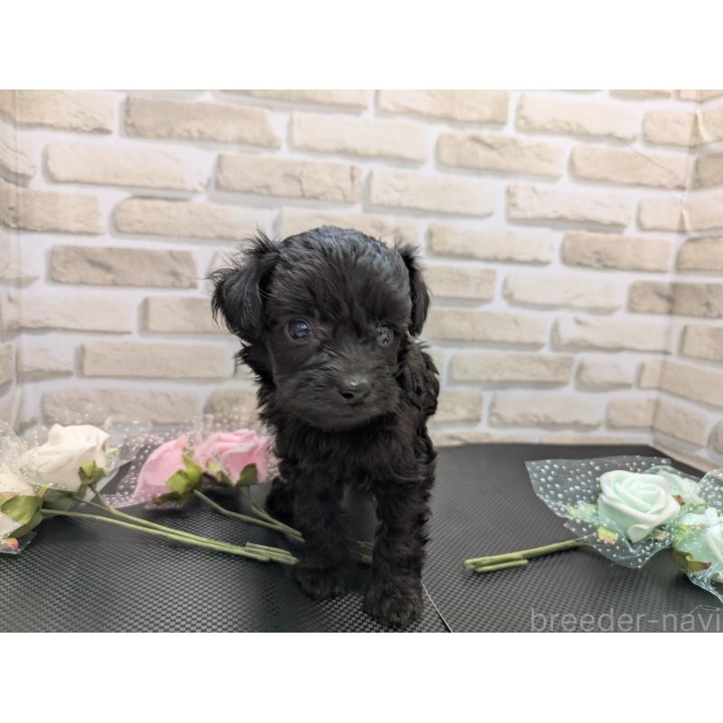 販売中の茨城県のミックス犬-413614の3枚目