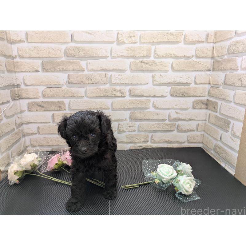 販売中の茨城県のミックス犬-413614の2枚目