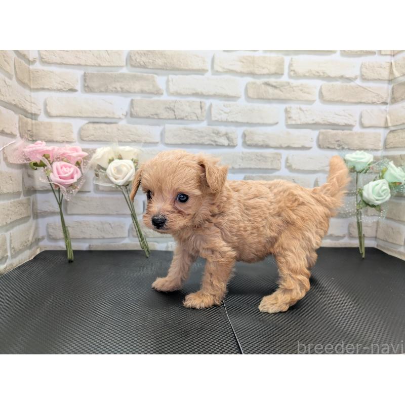 販売中の茨城県のミックス犬-413616の3枚目