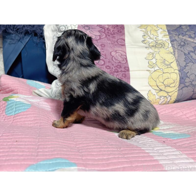 販売中の愛知県のチワックス:チワワ×ミニチュアダックスフンド-413620の5枚目