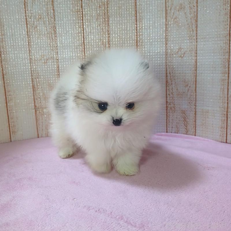 販売中の北海道のポメラニアン-413629の1枚目