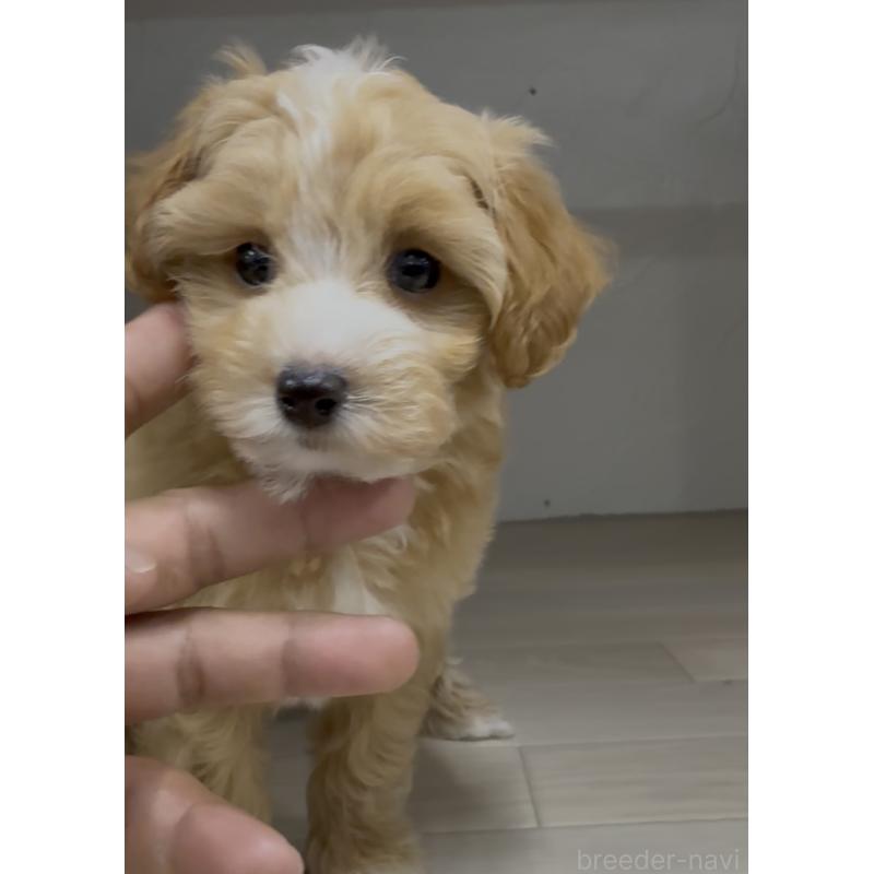 販売中の福岡県のマルプー:マルチーズ×トイプードル-413634の3枚目