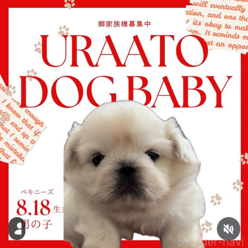 販売中の滋賀県のペキニーズ-413638の1枚目