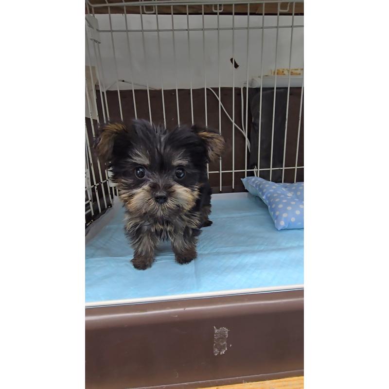 成約済の東京都のヨークシャーテリア-410791の2枚目