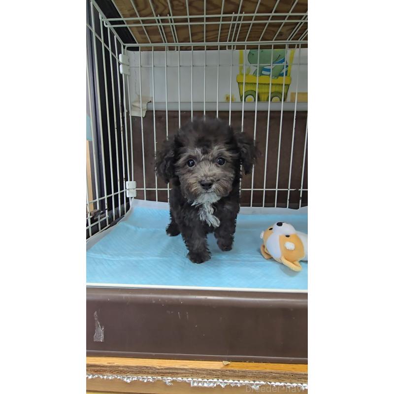 成約済の東京都のトイプードル-410789の2枚目