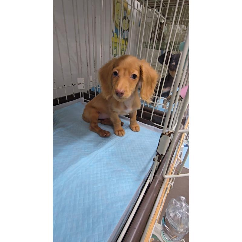 成約済の東京都のカニンヘンダックスフンド(ロングヘアード)-406009の2枚目