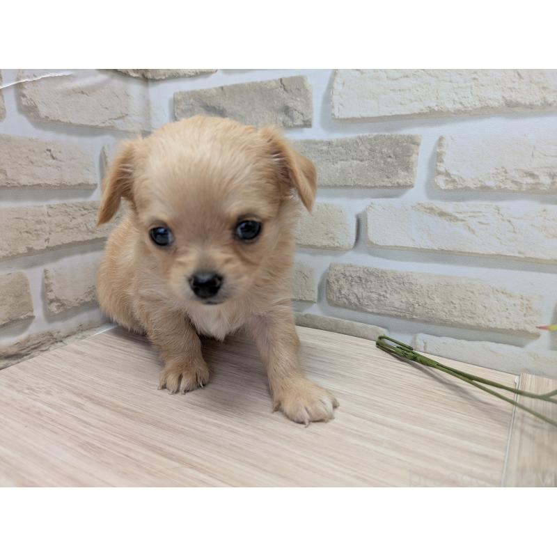 販売中の茨城県のチワワ(ロングコート)-413641の3枚目