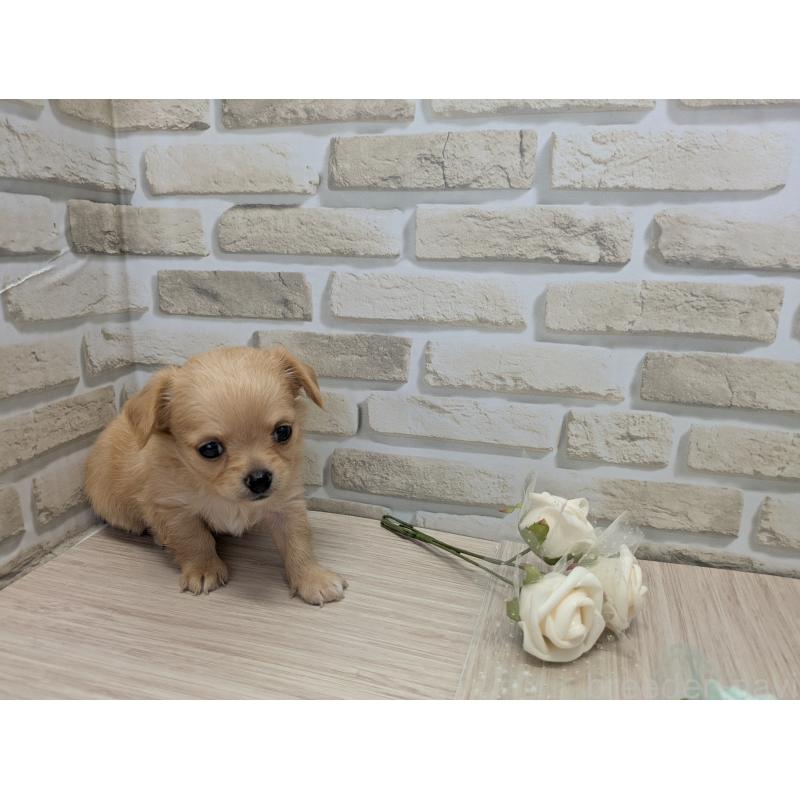 販売中の茨城県のチワワ(ロングコート)-413641の2枚目