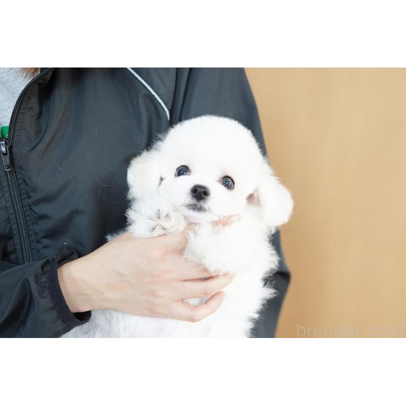 販売中の埼玉県のビションフリーゼ-413640の4枚目
