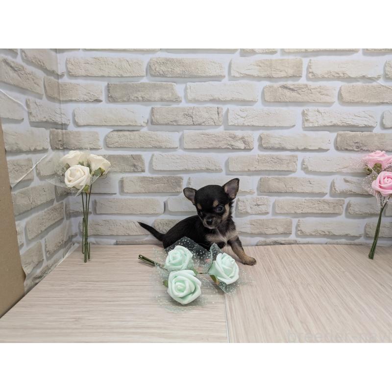 販売中の茨城県のチワワ(スムースコート)-413644の2枚目