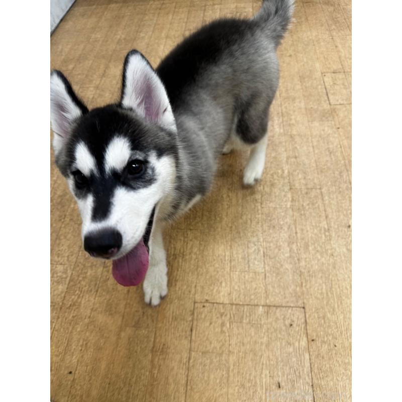 成約済の千葉県のシベリアンハスキー-401731の5枚目