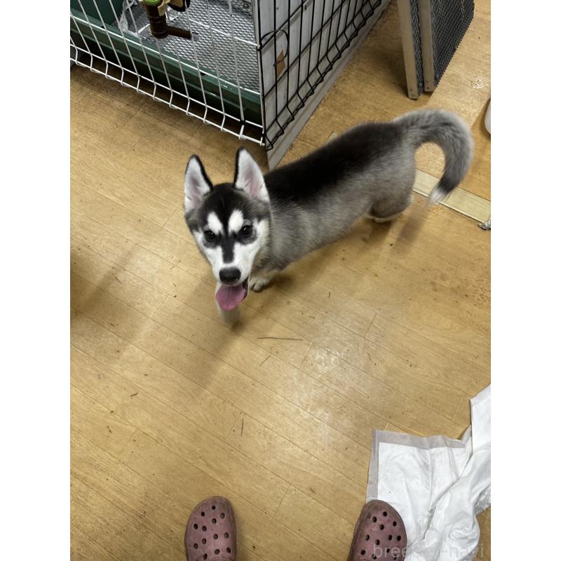 成約済の千葉県のシベリアンハスキー-401731の4枚目