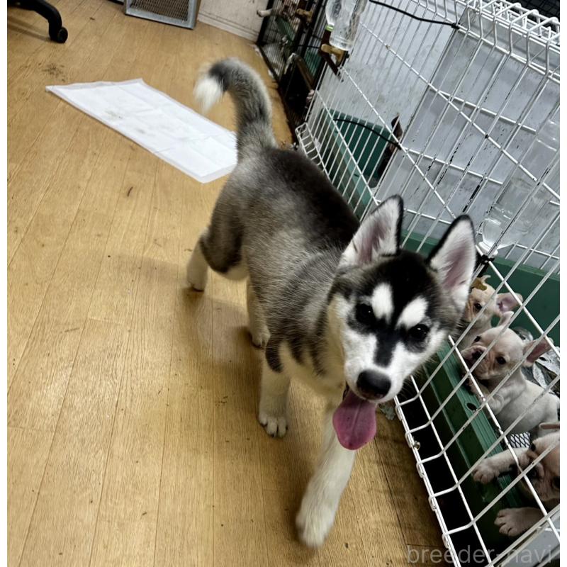 成約済の千葉県のシベリアンハスキー-401731の3枚目