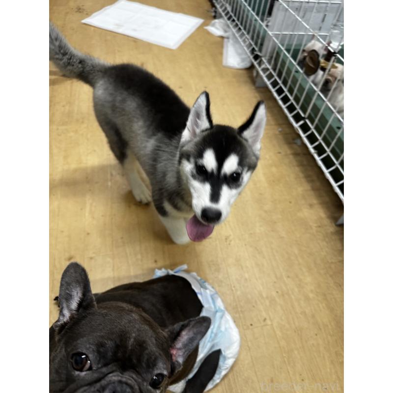 成約済の千葉県のシベリアンハスキー-401731の2枚目