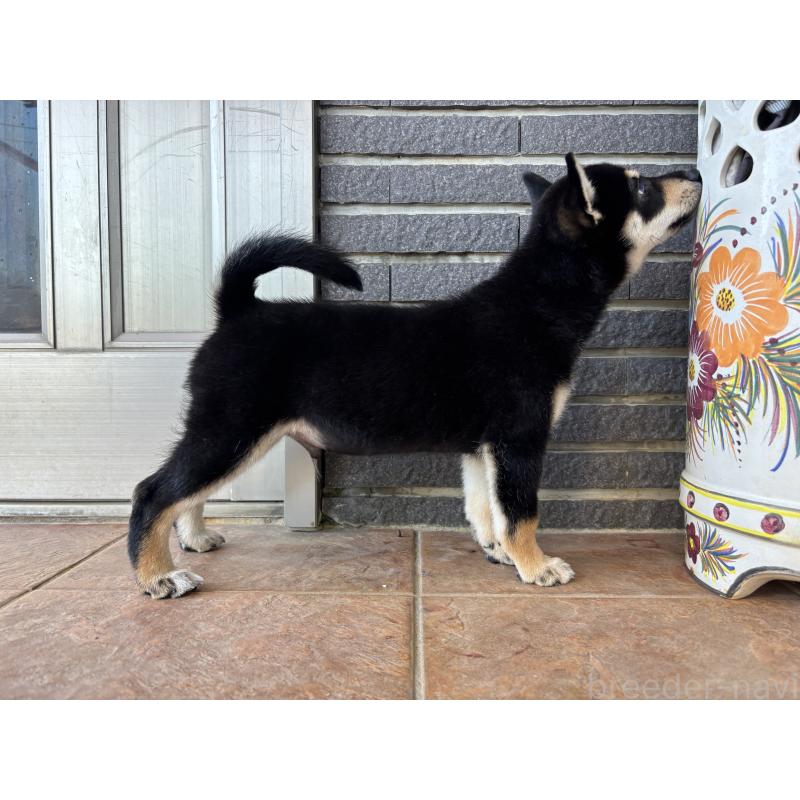 販売中の沖縄県の柴犬-413652の5枚目