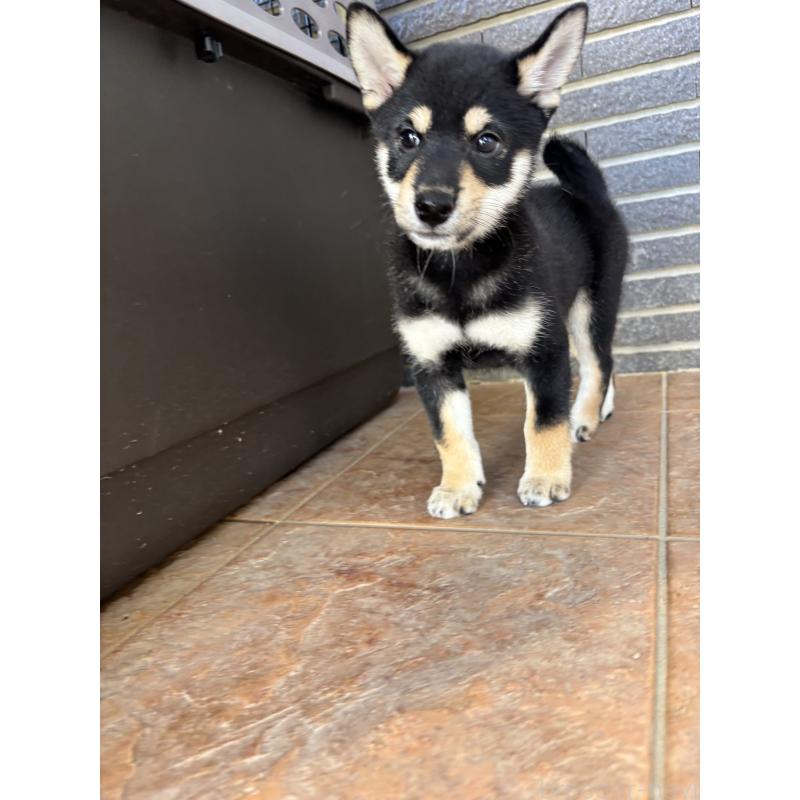 販売中の沖縄県の柴犬-413652の4枚目