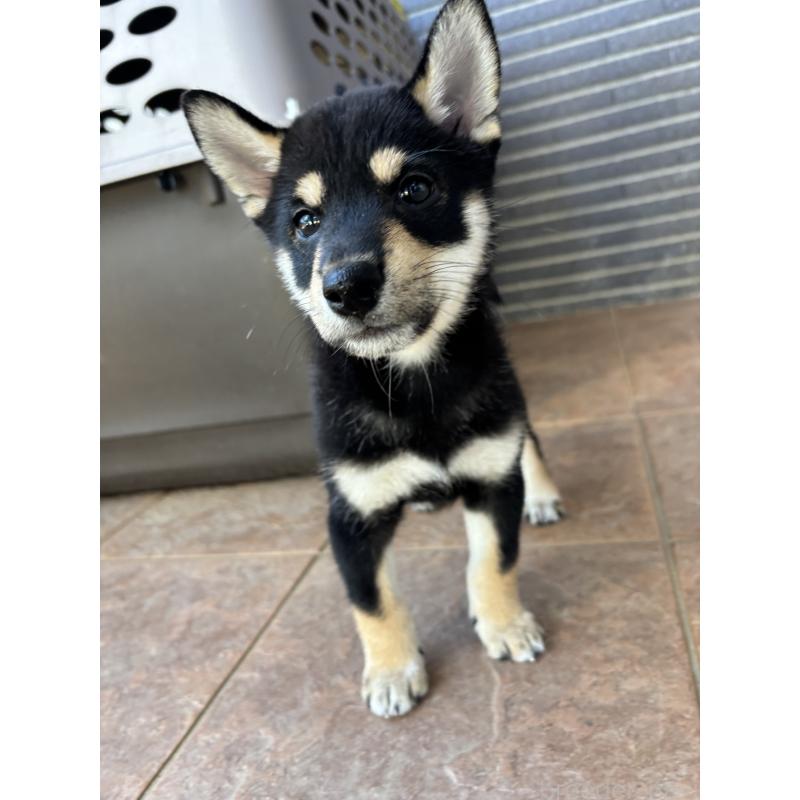 販売中の沖縄県の柴犬-413652の3枚目