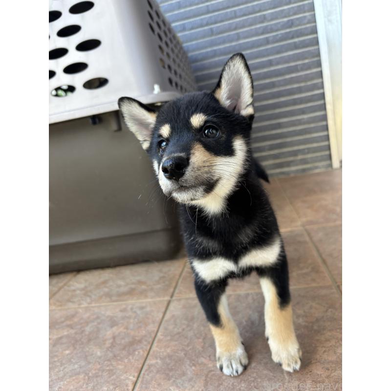 販売中の沖縄県の柴犬-413652の2枚目