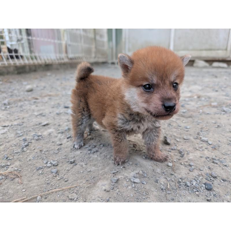 販売中の静岡県の柴犬-413654の3枚目