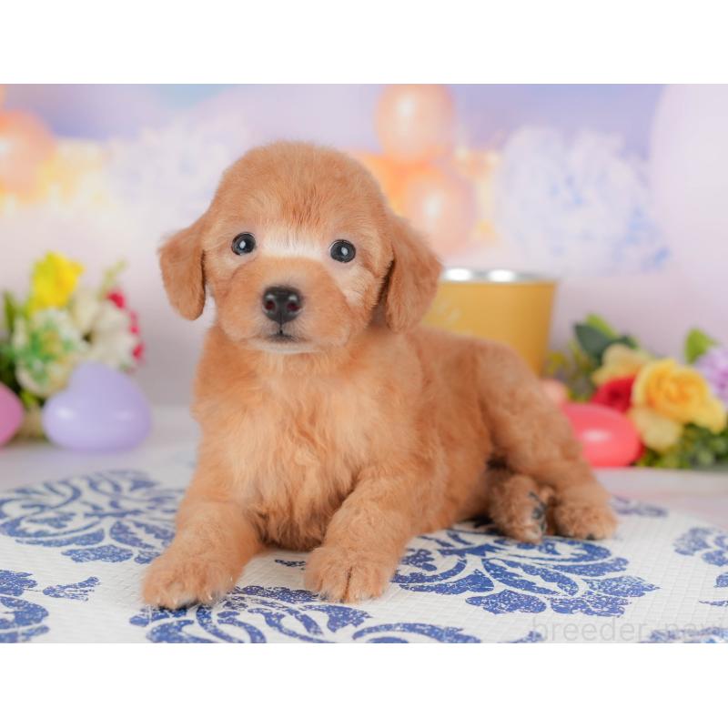 販売中の群馬県のトイプードル-413761の4枚目