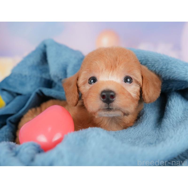 販売中の群馬県のトイプードル-413761の2枚目