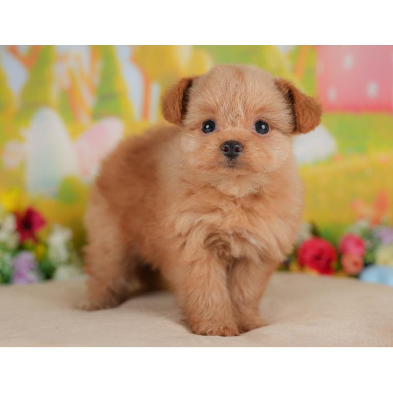 販売中の栃木県のポメプー:ポメラニアン×トイプードル-413748の7枚目