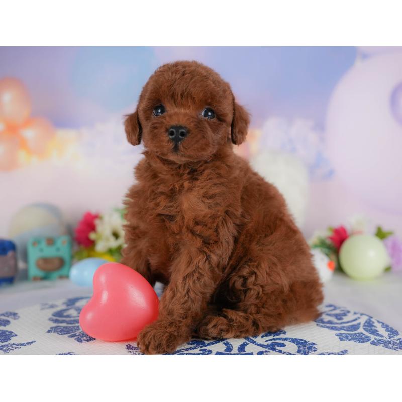 販売中の栃木県のトイプードル-413743の4枚目
